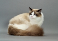 Picture of Seal Point Bi-Color Ragdoll, turning on grey background