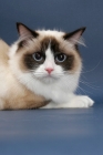 Picture of Seal Point Bi-Color ragdoll