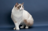 Picture of Seal Point Bi-Color ragdoll