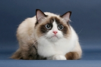 Picture of Seal Point Bi-Color ragdoll