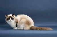 Picture of Seal Point Bi-Color Ragdoll
