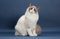 Picture of Seal Point Bi-Color ragdoll