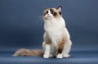 Picture of Seal Point Bi-Color ragdoll