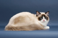 Picture of Seal Point Bi-Color ragdoll