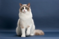 Picture of Seal Point Bi-Color ragdoll