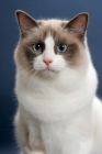 Picture of Seal Point Bi-Color ragdoll