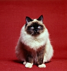 Picture of seal point birman cat front view