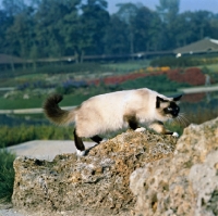 Picture of seal point birman cat, int ch sinh-francis de mun-ha, on rock in paris