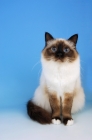 Picture of seal point birman cat, looking up