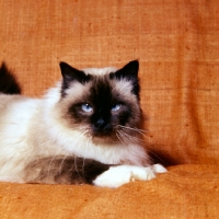 Picture of seal point birman cat looking at camera