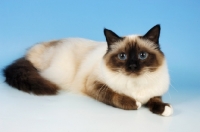 Picture of seal point birman cat lying on blue background