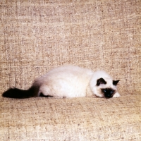Picture of seal point birman cat lying on sofa