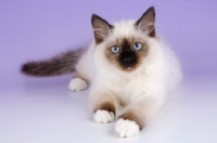 Picture of seal point birman cat lying on purple background