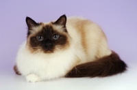 Picture of seal point birman cat lying