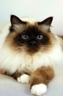 Picture of seal point birman cat, portrait