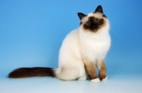 Picture of seal point birman cat sitting on blue background