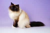 Picture of seal point birman cat sitting, side view