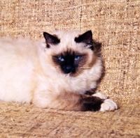 Picture of seal point birman cat