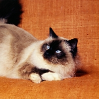 Picture of seal point birman cat