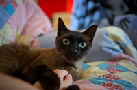 Picture of seal point cat laying on colourful blanket