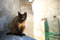 Picture of seal point cat on wall