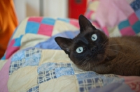 Picture of seal point cat relaxing on patchwork quilt