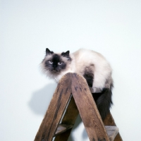 Picture of seal point colourpoint cat on a ladder. (Aka: Persian or Himalayan)