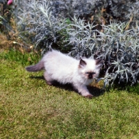 Picture of seal point colourpoint kitten striding along. (Aka: Persian or Himalayan)