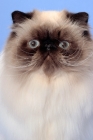 Picture of Seal Point Himalayan cat portrait, (Aka: Persian or Colourpoint)