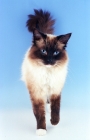 Picture of seal point mitted Ragdoll