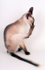 Picture of seal point Peterbald cat, grooming