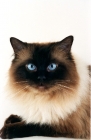 Picture of seal point Ragdoll head study