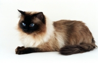 Picture of seal point Ragdoll lying on white background