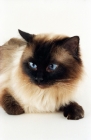 Picture of seal point Ragdoll