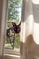 Picture of seal point Siamese behind curtain