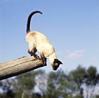 Picture of seal point siamese cat about to jump
