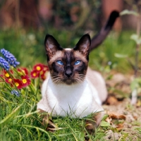 Picture of seal point siamese cat among flowers