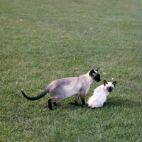 Picture of seal point siamese cat and kitten
