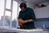 Picture of seal point siamese cat at surgery with vet, neil forbes,