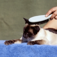 Picture of seal point siamese cat being brushed