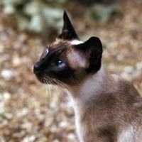 Picture of seal point siamese cat, head study