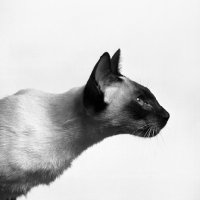 Picture of seal point siamese cat, head study in profile