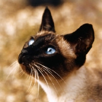 Picture of seal point siamese cat, head study