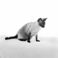 Picture of seal point siamese cat in studio