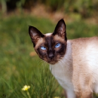 Picture of seal point siamese cat looking at camera with shining eyes