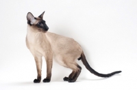 Picture of seal point Siamese cat, looking aside