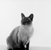 Picture of seal point siamese cat looking up in studio