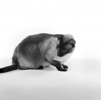 Picture of seal point siamese cat looking down in studio