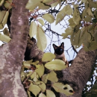 Picture of seal point siamese cat looking down from a tree