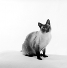 Picture of seal point siamese cat looking at camera in studio